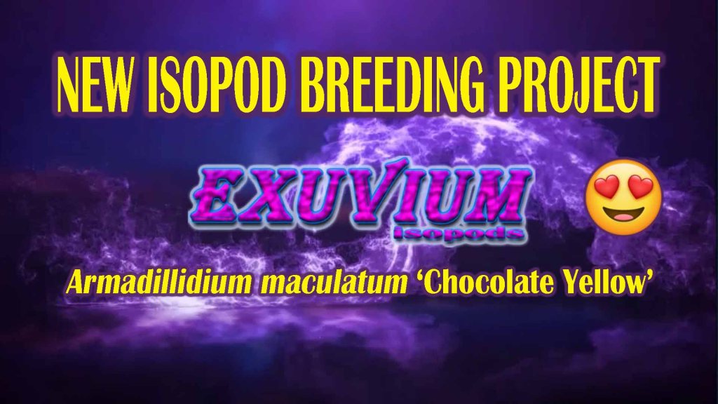 Armadillidium maculatum ‘Chocolate Yellow’ : NEW isopod breeding project