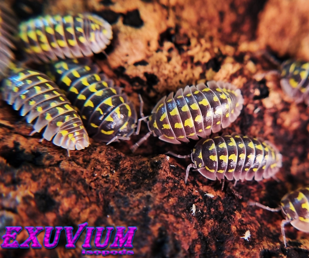 Armadillidium gestroi, gestro's pill woodlouse, isopods for sale, in stock, available
