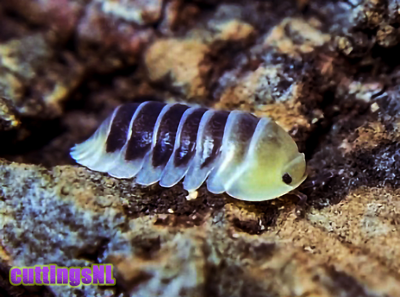 cubaris spec jupiter, Thailand isopod, isopods for sale, in stock, available