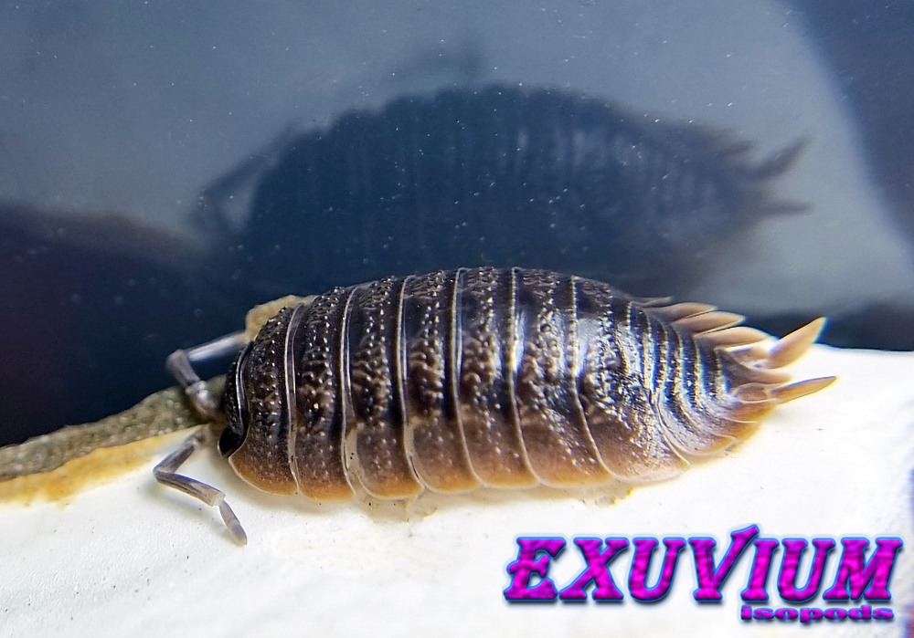 porcellio dilatatus, giant canyon isopod, woodlouse, isopods for sale, in stock, available