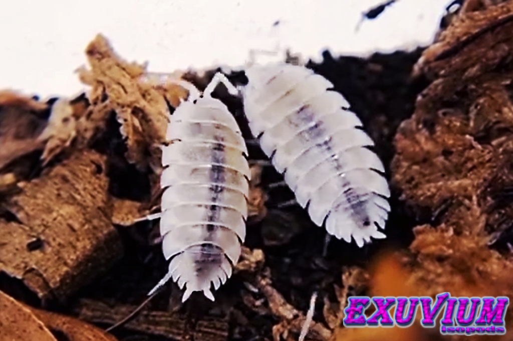 porcellio scaber moonstone, moo cow, tunisian pied, oreo, isopods for sale, in stock, available