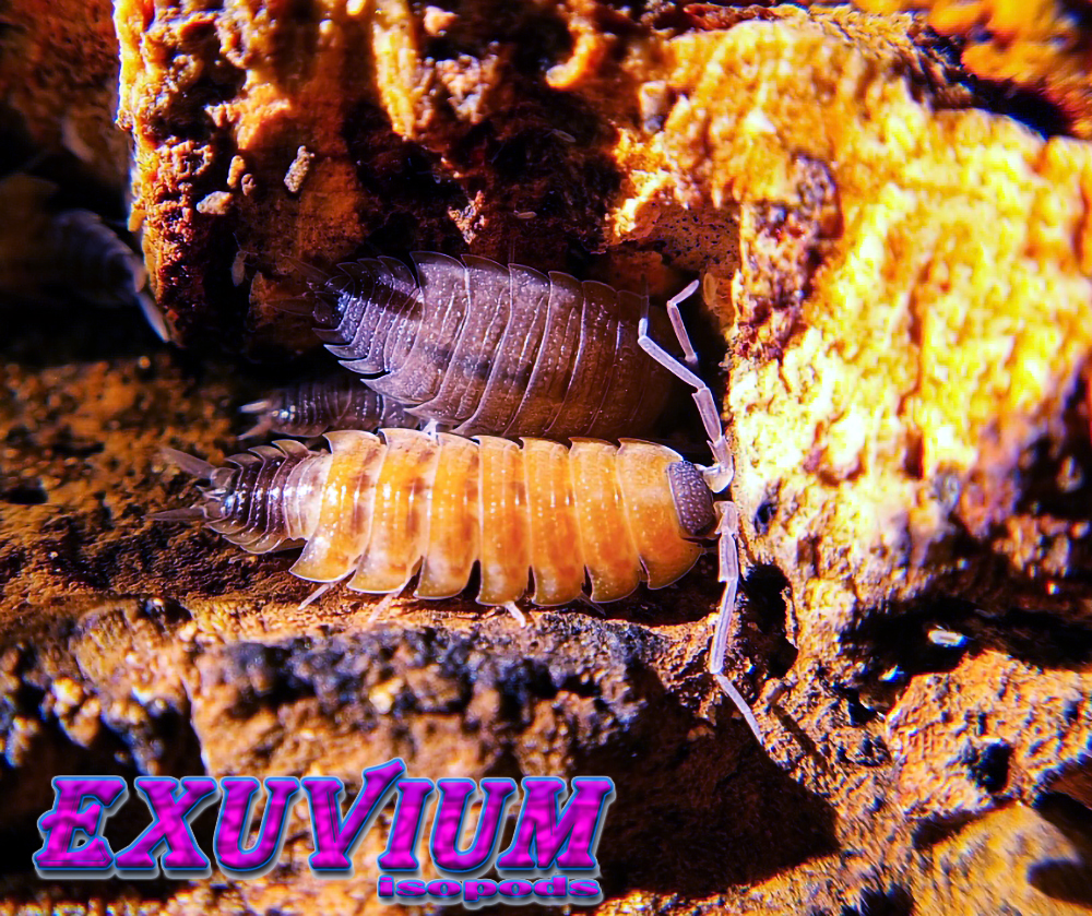 porcellio silvestrii, silvestri, woodlouse, isopods for sale, in stock, available