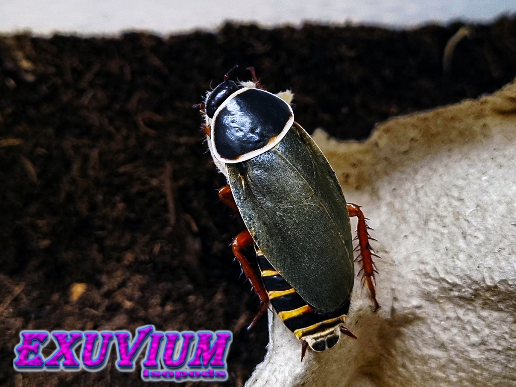 simandoa conserfariam, cave cockroach, extinct in the wild roach, pet roach, isopods for sale, in stock, available