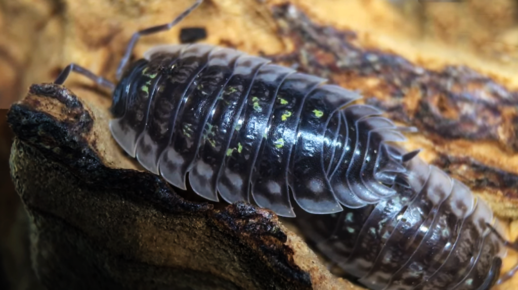 Oniscus asellus (Skirted Woodlouse) isopods for sale