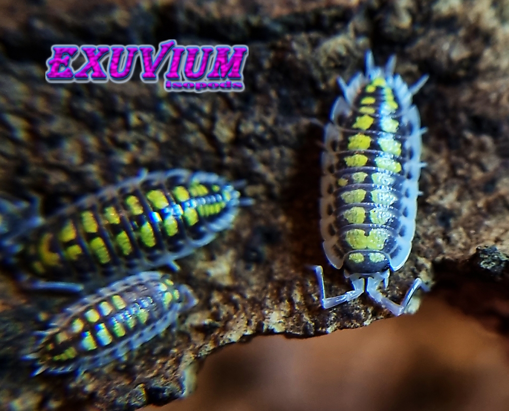 porcellio haasi high yellow, isopods for sale, in stock, available