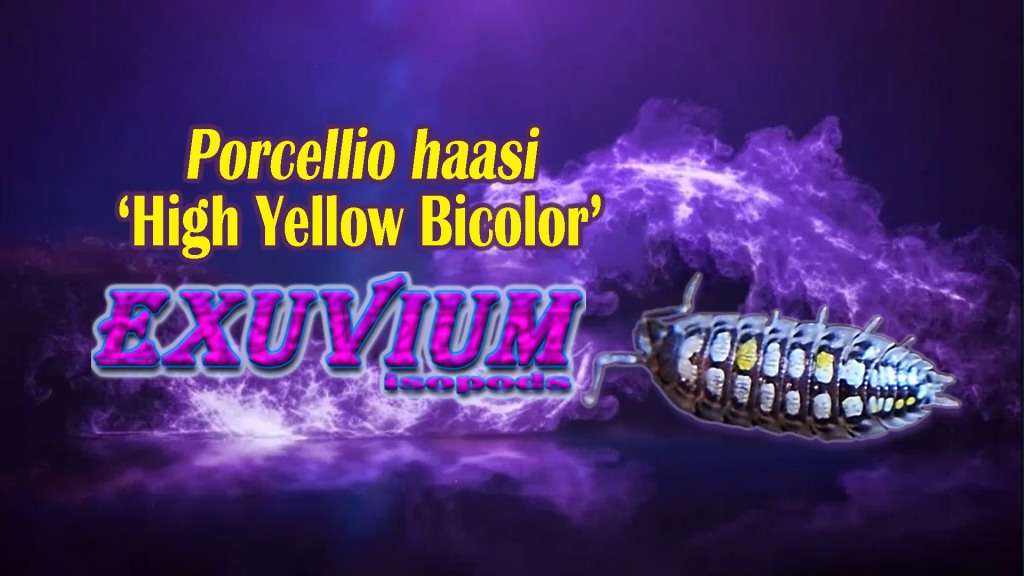 Porcellio haasi ‘High Yellow Bicolor’ : NEW isopod breeding project