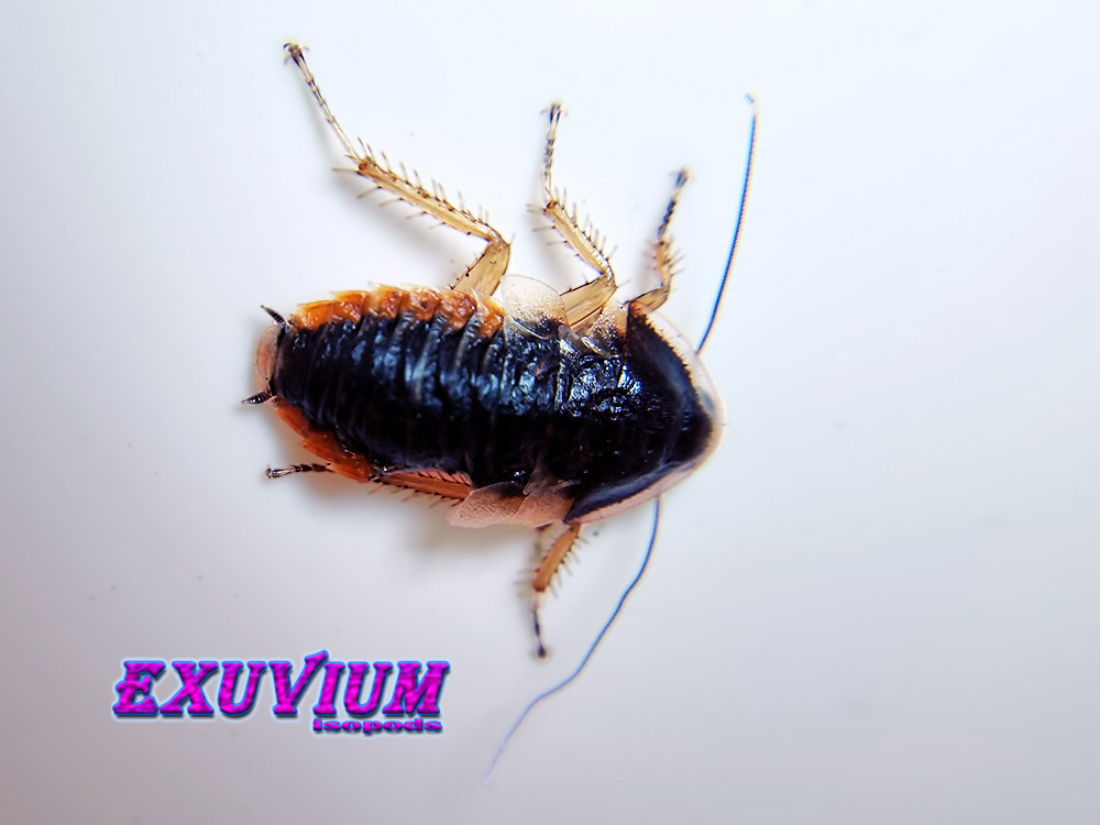 opisthoplatia orientalis, amphibious litter cockroach, red and black cockroach, pet roach, isopods for sale, in stock, available