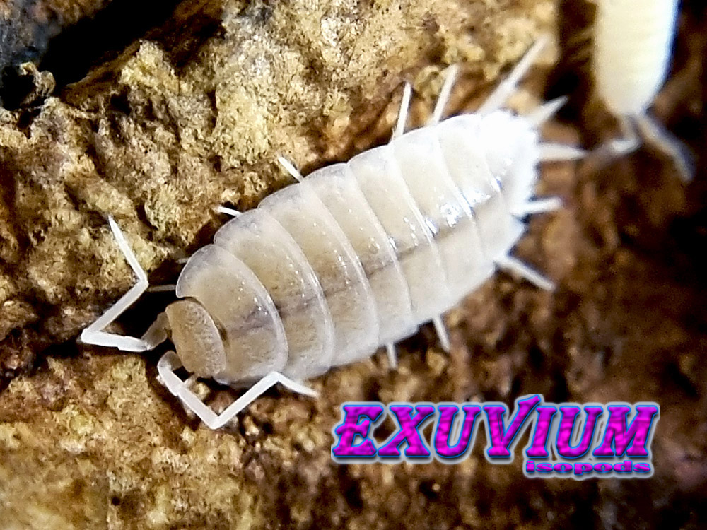 porcellionides pruinosus whiteout, woodlouse, isopods for sale, in stock, available