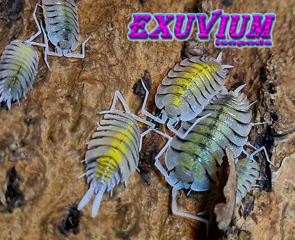 porcellio bolivari morph mix isopods for sale, in stock, available