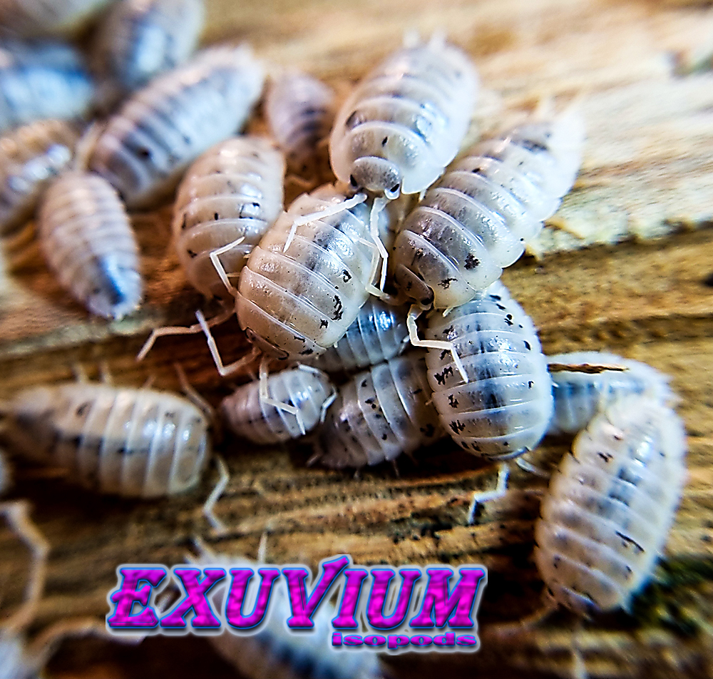 porcellio laevis white caramel, isopods for sale, in stock, available