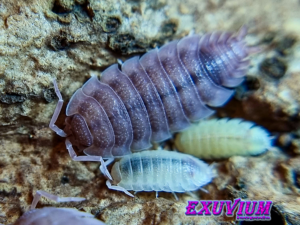 porcellio scaber ghost, ornatus, isopods for sale, in stock, available