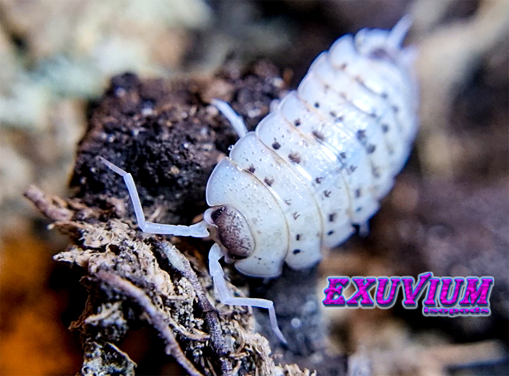 porcellio nicklesi rubivan, isopods for sale, in stock, available