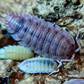 Porcellio scaber ghost, isopods for sale