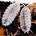 porcellio scaber moonstone, isopods for sale