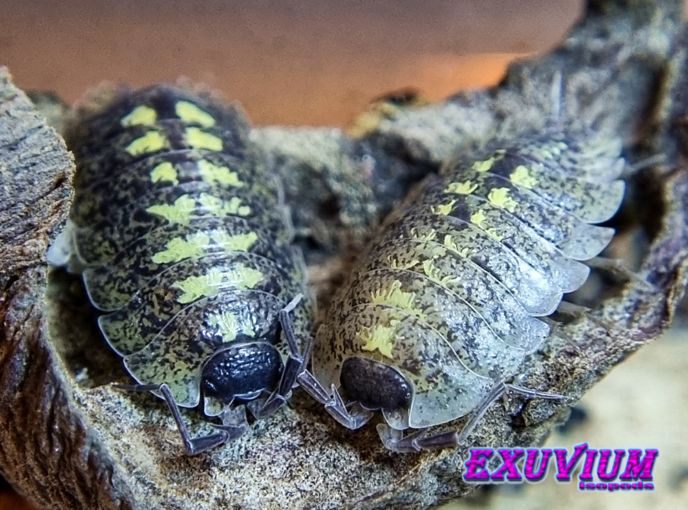 porcellio spinipennis canton de grasse, french isopod, woodlouse, isopods for sale, in stock, available