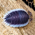 Porcellio werneri, isopods for sale