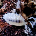 Trichorhina tomentosa, isopods for sale