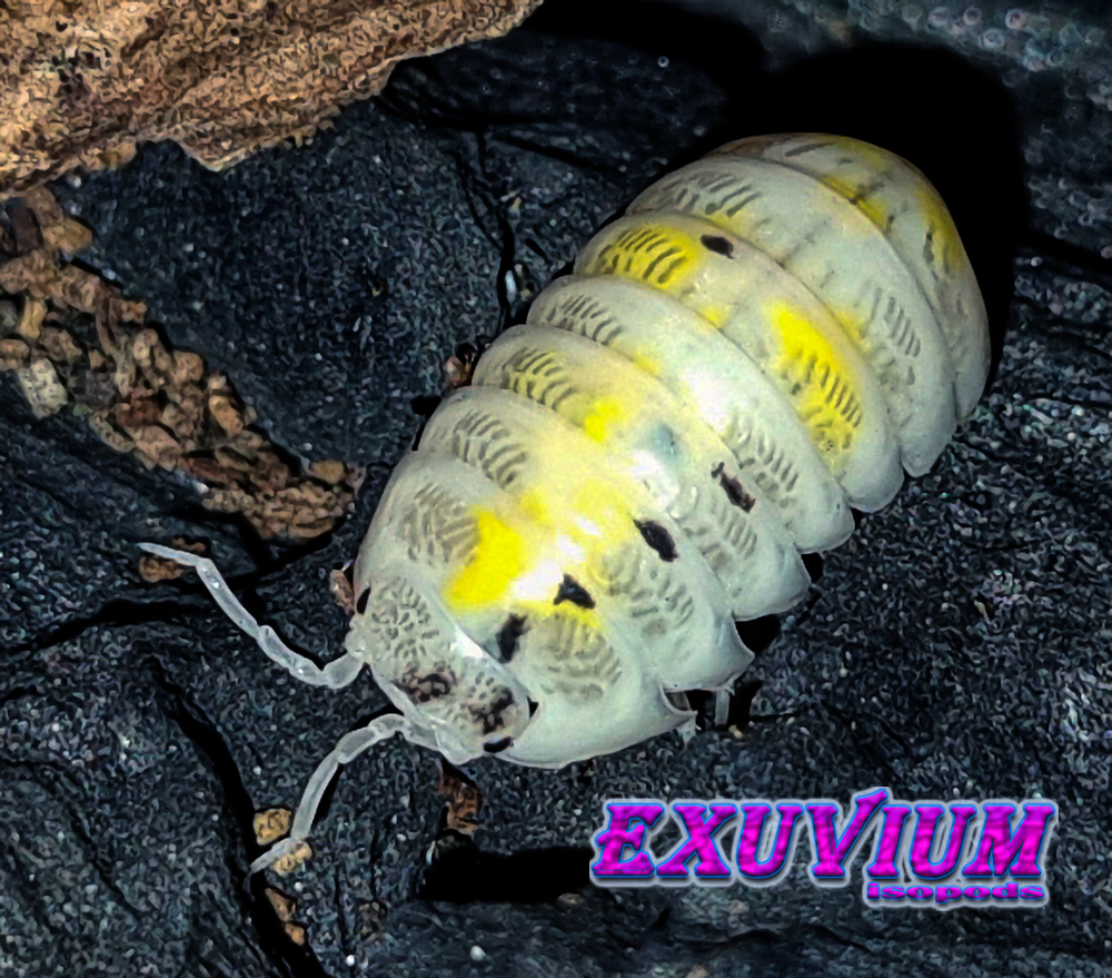 Armadillidium vulgare magic potion, isopods for sale, in stock, available