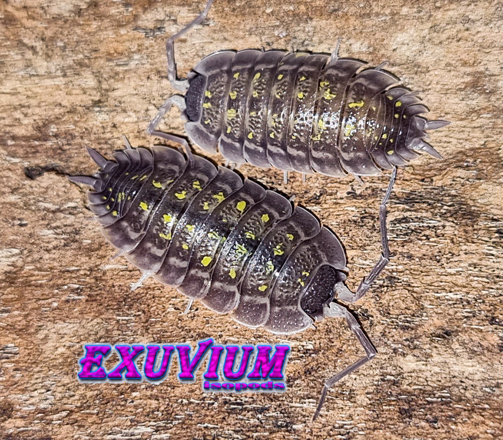 porcellio nicklesi dark yellow, porcellio nicklesi yellow dots, isopods for sale, in stock, available