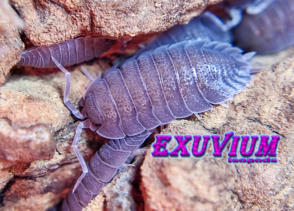 porcellio selomai, spanish isopod, isopods for sale, in stock, available