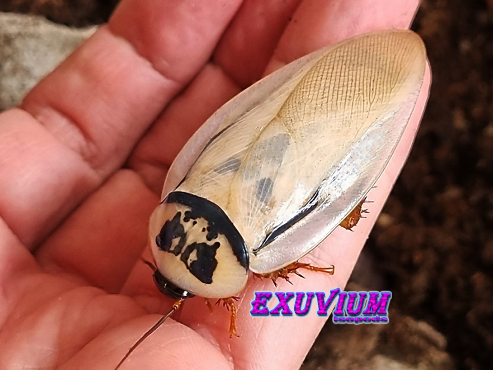 eublaberus ivory, pet roach, isopods for sale, in stock, available