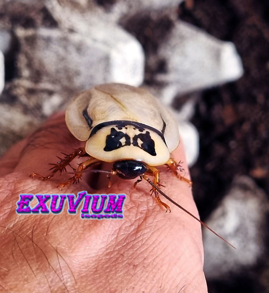 Eublaberus sp Ivory, roaches for sale