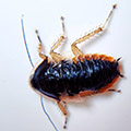 Opisthoplatia orientalis, roaches for sale