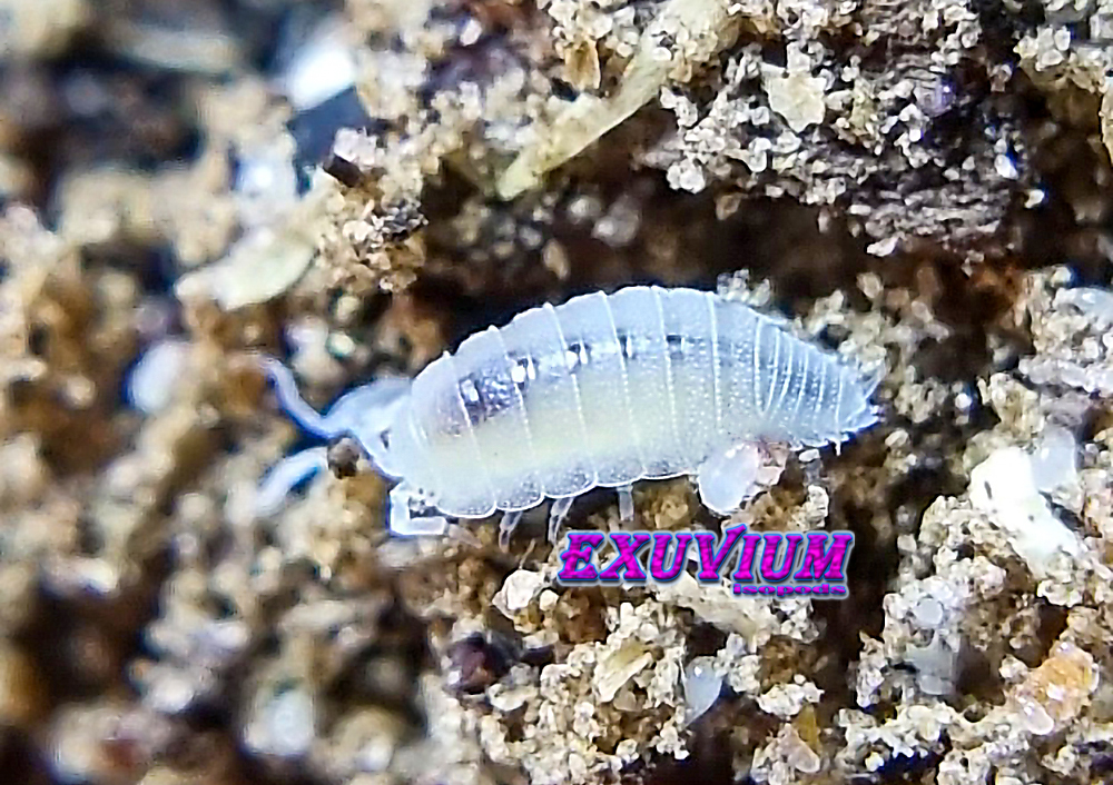 Trichorhina tomentosa isopods for sale