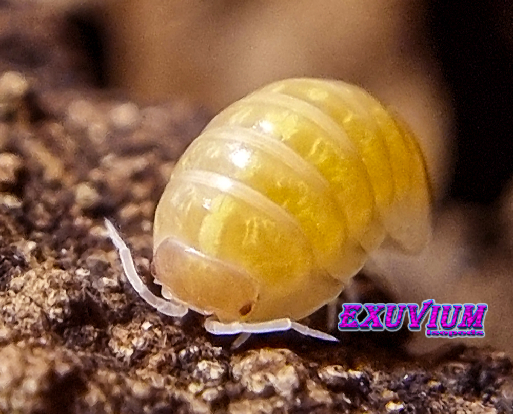 Armadillidium vulgare gold, golden, isopods for sale, in stock, available