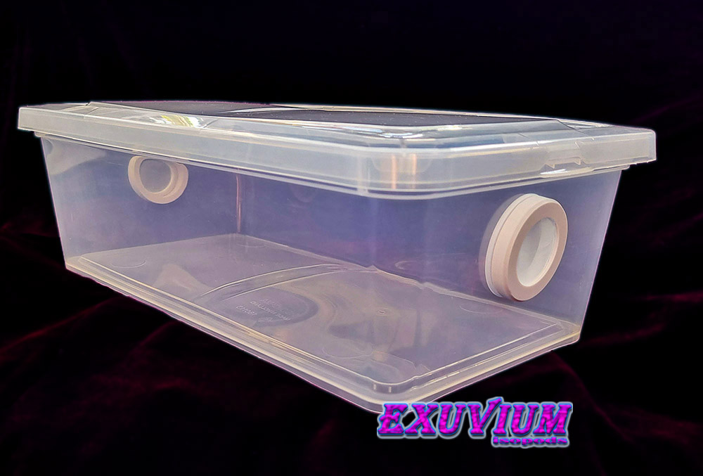 Plastic bin for isopods and other invertebrates. 5 liter. In stock, for sale.