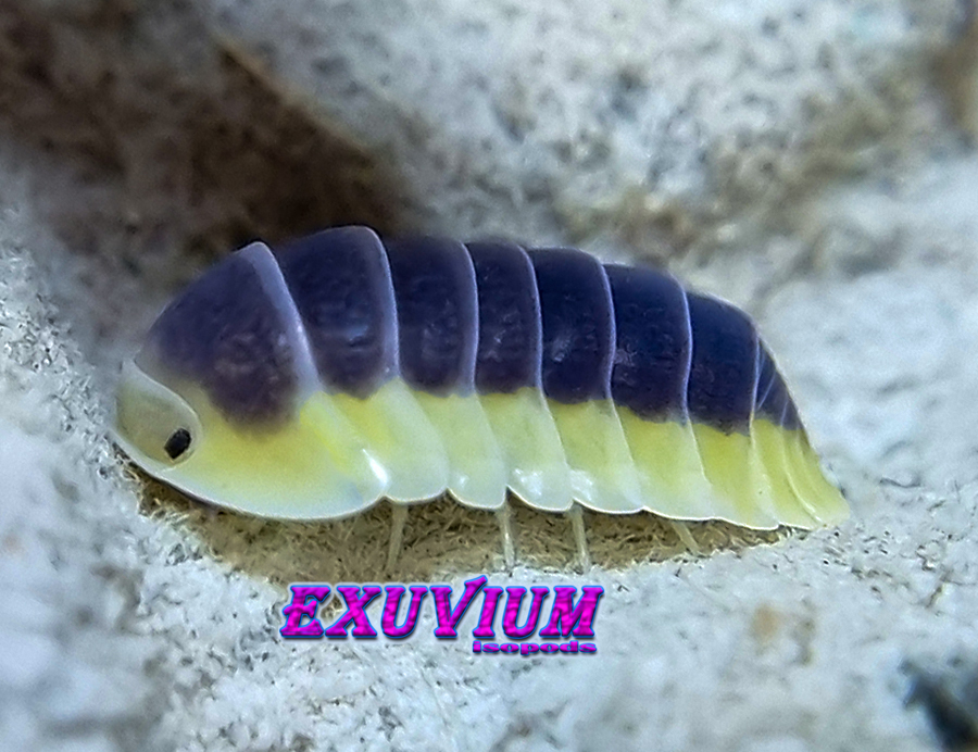 cubaris spec lemon blue Thailand isopod, isopods for sale, in stock, available