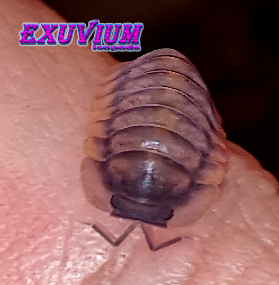 cubaris sp wang lung tiger, isopods for sale, in stock, available