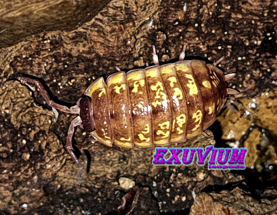 porcellio ornatus yellow chocolate, isopods for sale, in stock, available