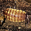 Porcellio ornatus yellow chocolate, isopods for sale