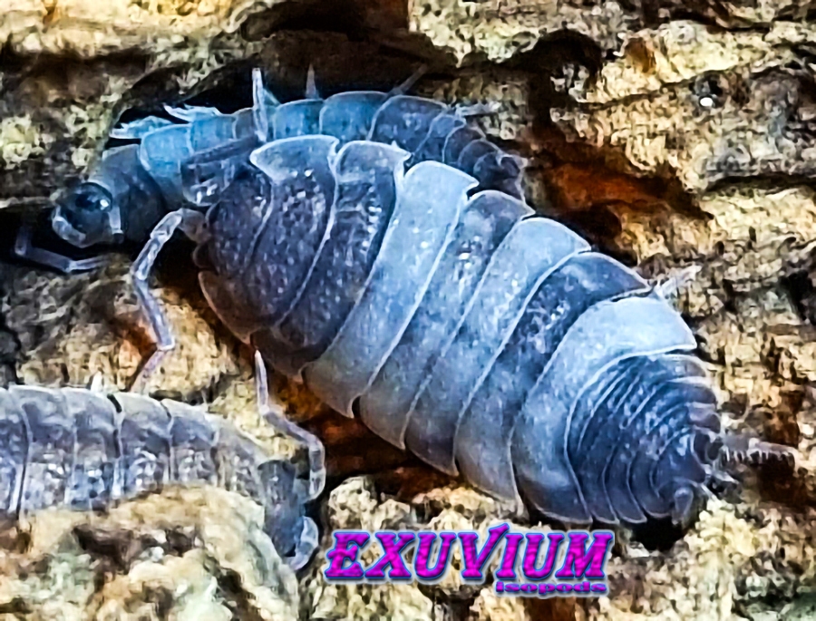 porcellio scaber piebald, pied, isopods for sale, in stock, available