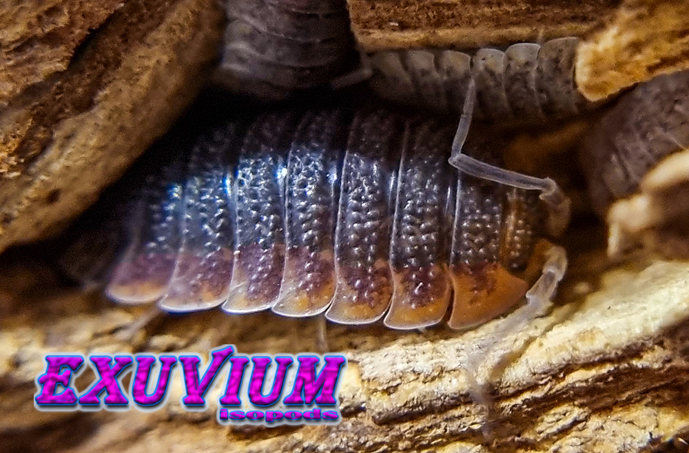 Porcellio sp orange skirt, portugal, woodlouse, isopods for sale, in stock, available