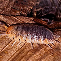 Porcellio sp orange skirt from Portugal, isopods for sale