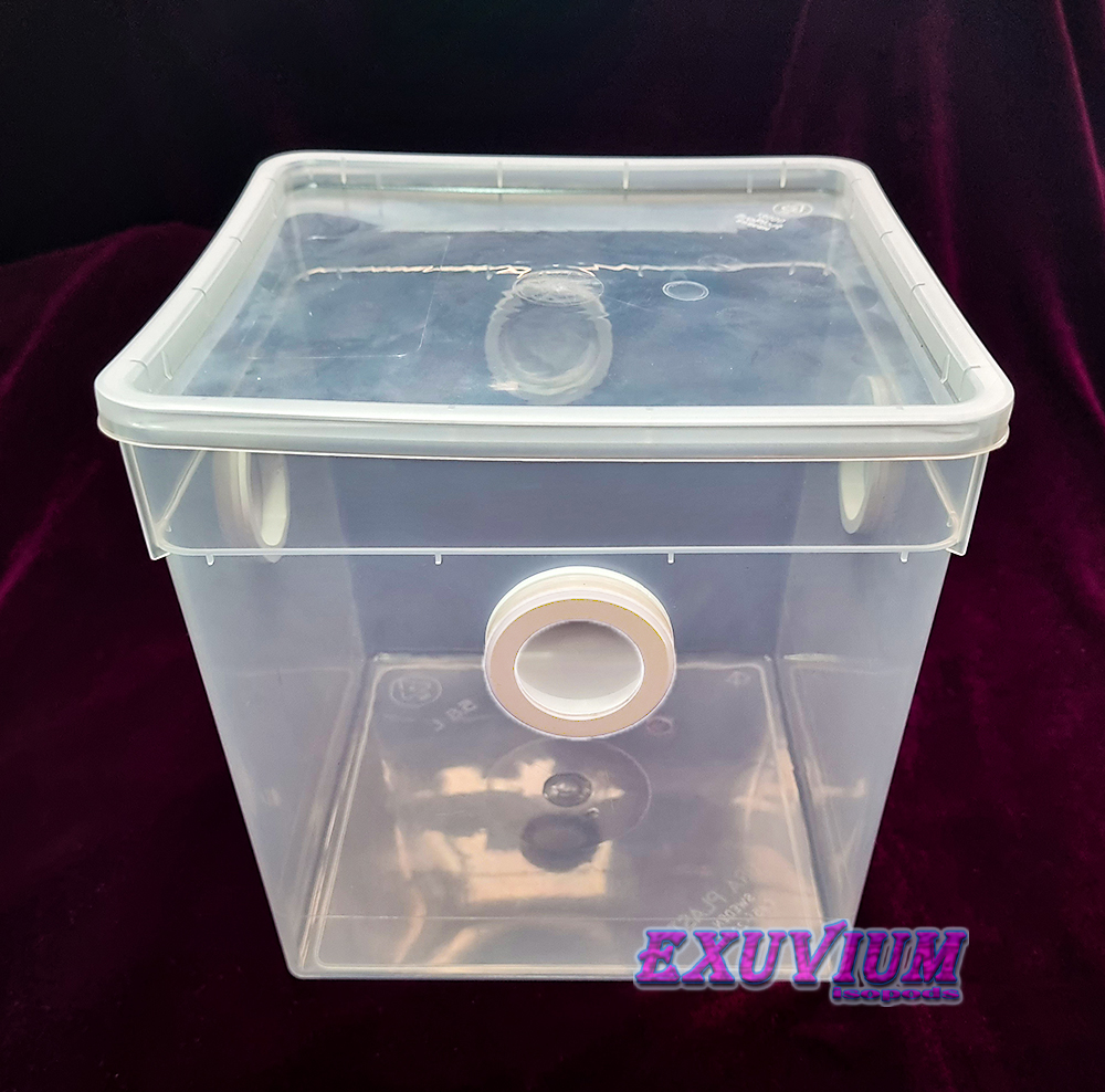 escape-proof braplast plastic bin/housing for isopods and other arthropods/invertebrates. 5.8 liter. In stock, for sale.