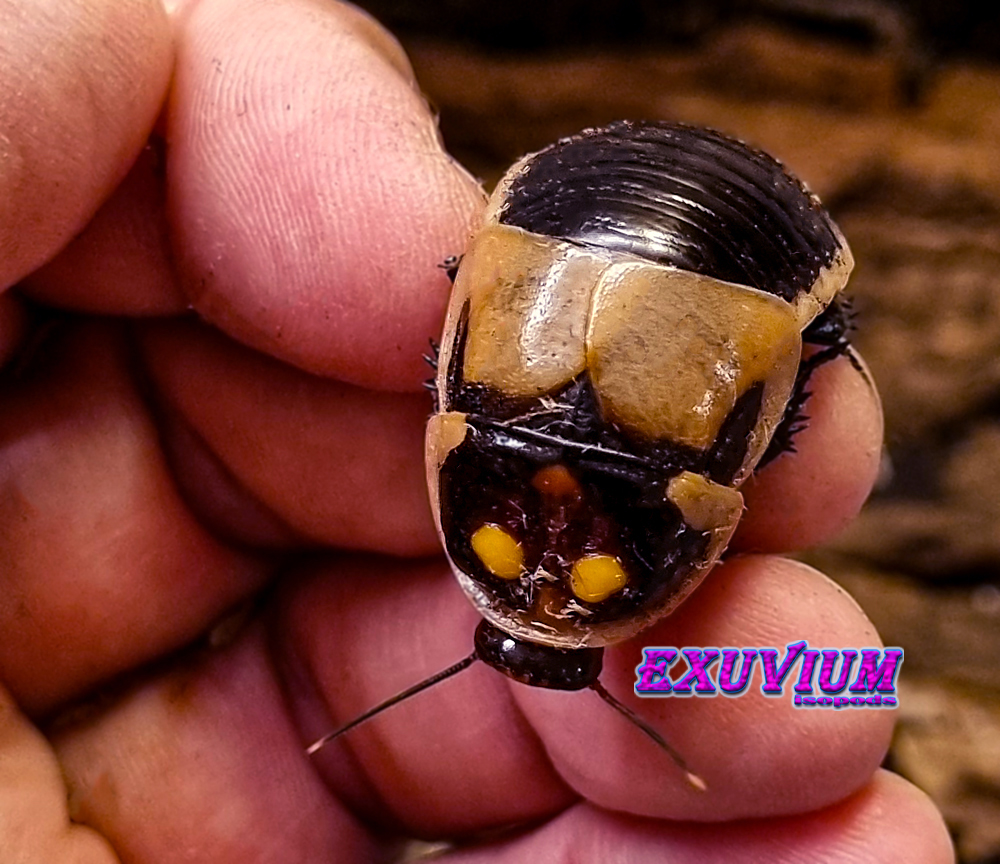 lucihormetica subcincta, glow spot roach, pet roach, isopods for sale, in stock, available