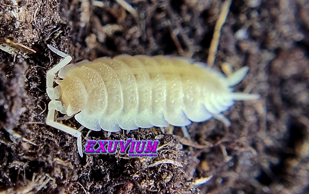 porcellio scaber whiteout, white out, isopods for sale, in stock, available