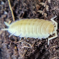 porcellio scaber whiteout, isopods for sale