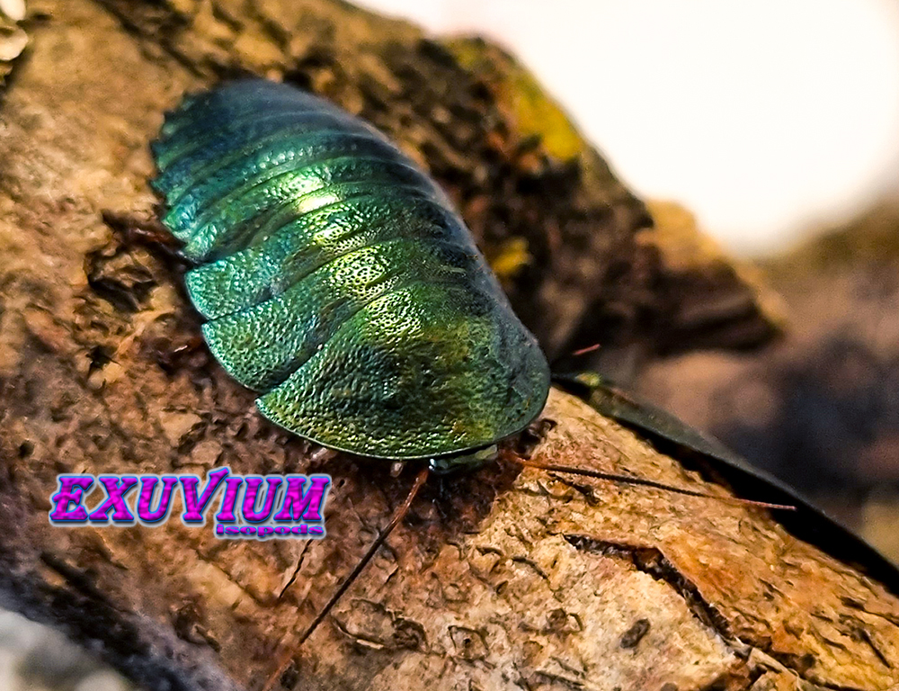 corydidarum magnifica, pseudoglomeris, asian emerald roach, pet roach, isopods for sale, in stock, available