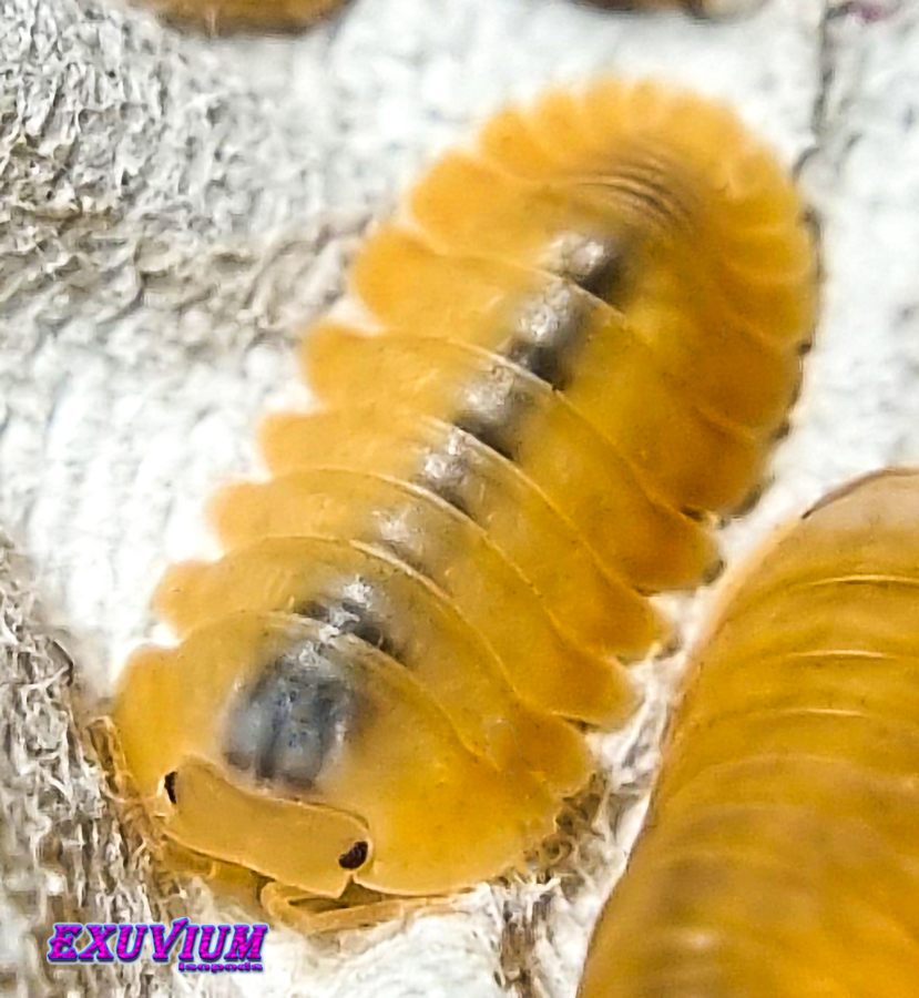 cubaris spec orange freezy, isopods for sale, in stock, available