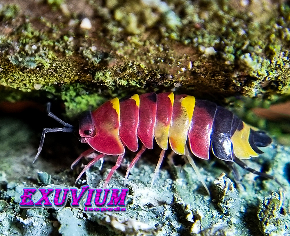 merulanella sp blister, spec, rare exotic tropical isopod, isopods for sale, in stock, available