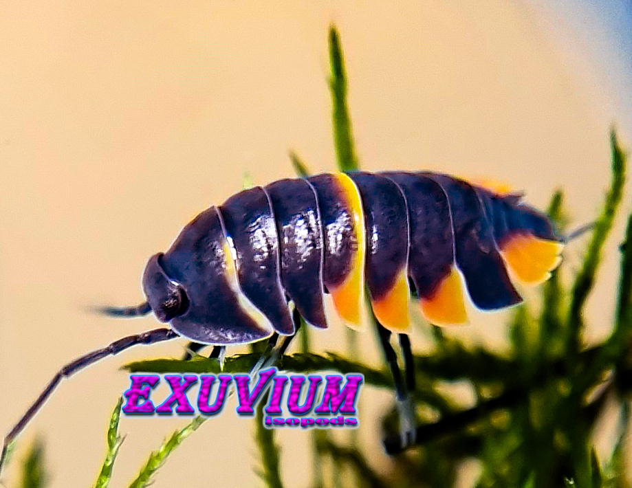 merulanella sp ember bee, spec, rare exotic tropical isopod, isopods for sale, in stock, available