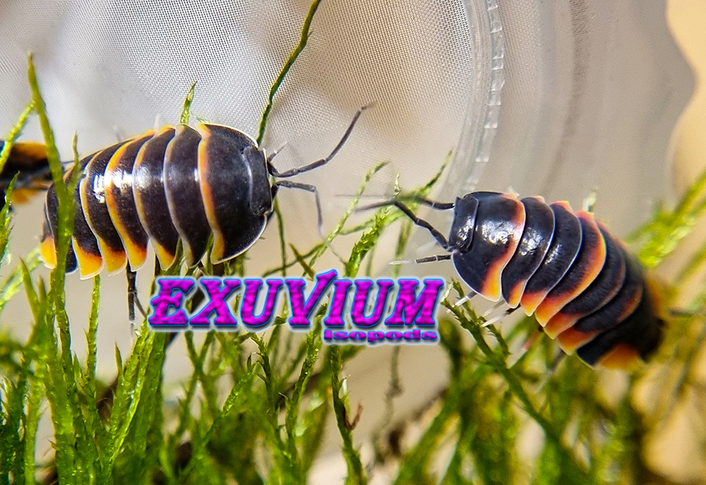 merulanella ember bee, spec, rare exotic tropical isopod, isopods for sale, in stock, available