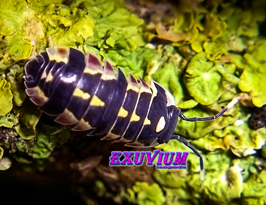 merulanella red diablo, spec, rare exotic tropical isopod, isopods for sale, in stock, available