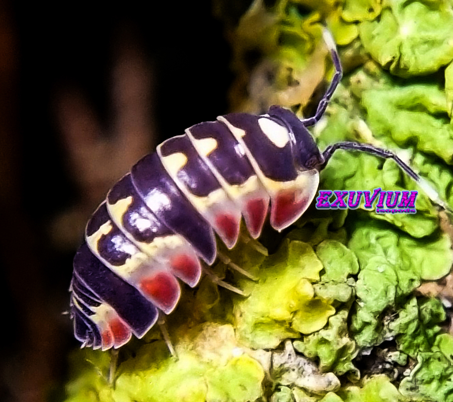 merulanella red diablo, spec, rare exotic tropical isopod, isopods for sale, in stock, available