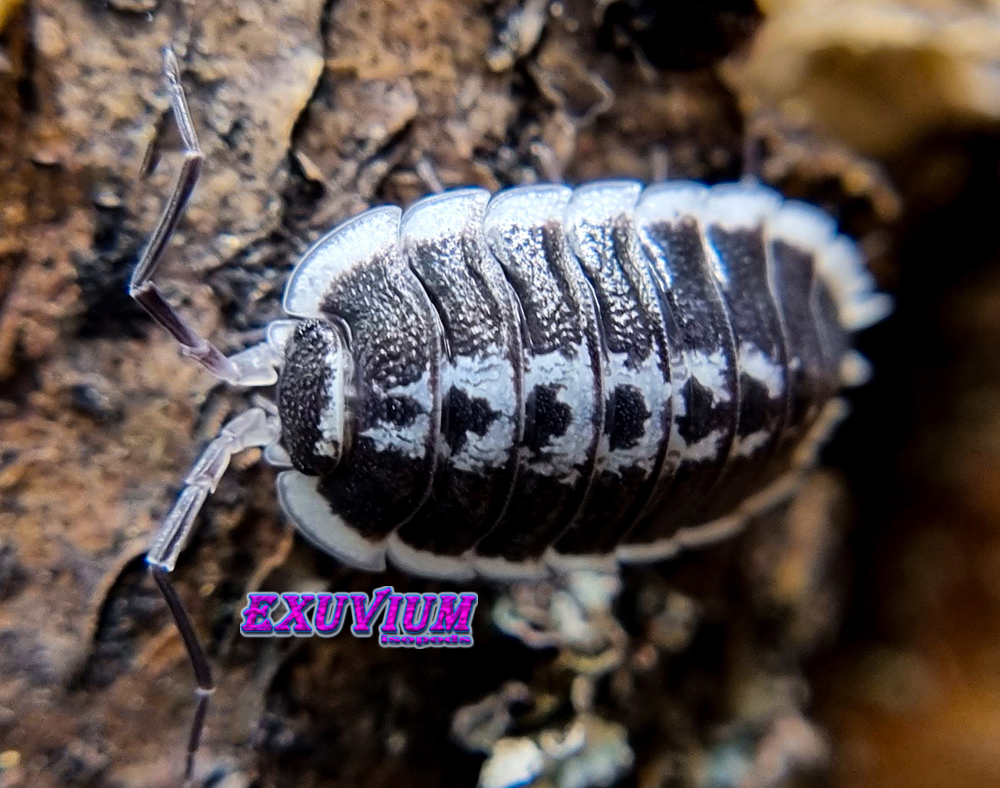 porcellio flavomarginatus, yellow-bordered woodlouse, isopods for sale, in stock, available