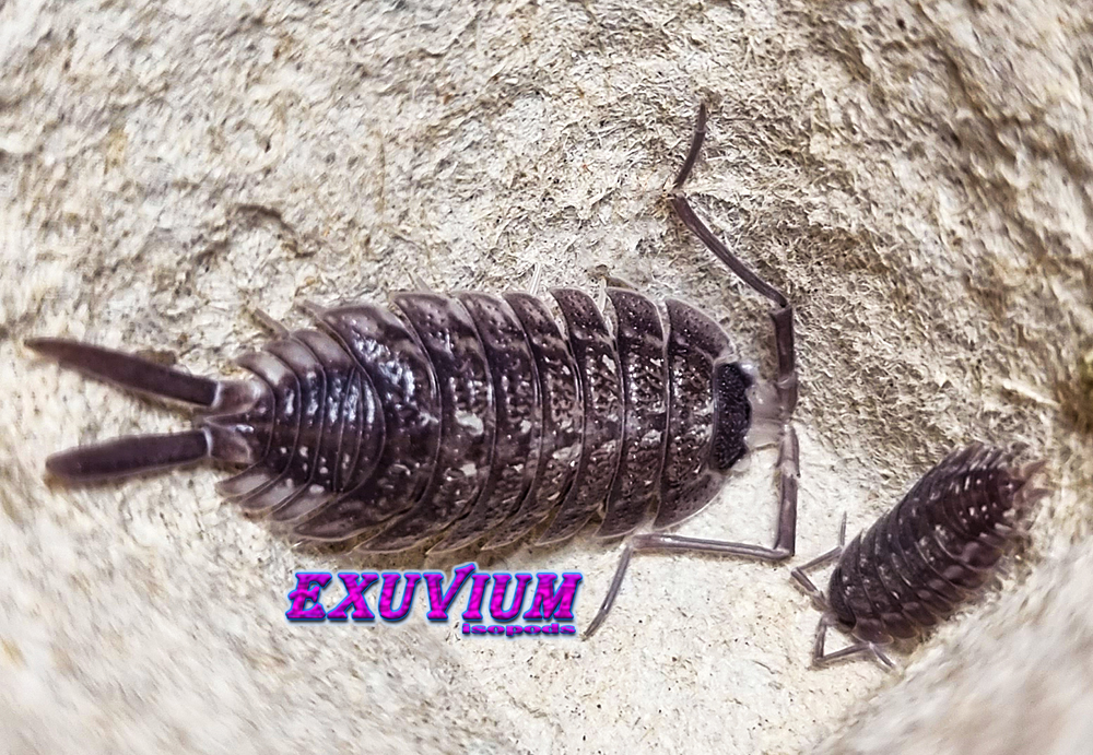 Porcellio nicklesi Dark isopods for sale, in stock, available